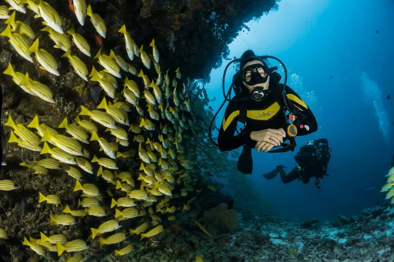 Plongée : Explorez les merveilles sous-marines avec nos expériences uniques.